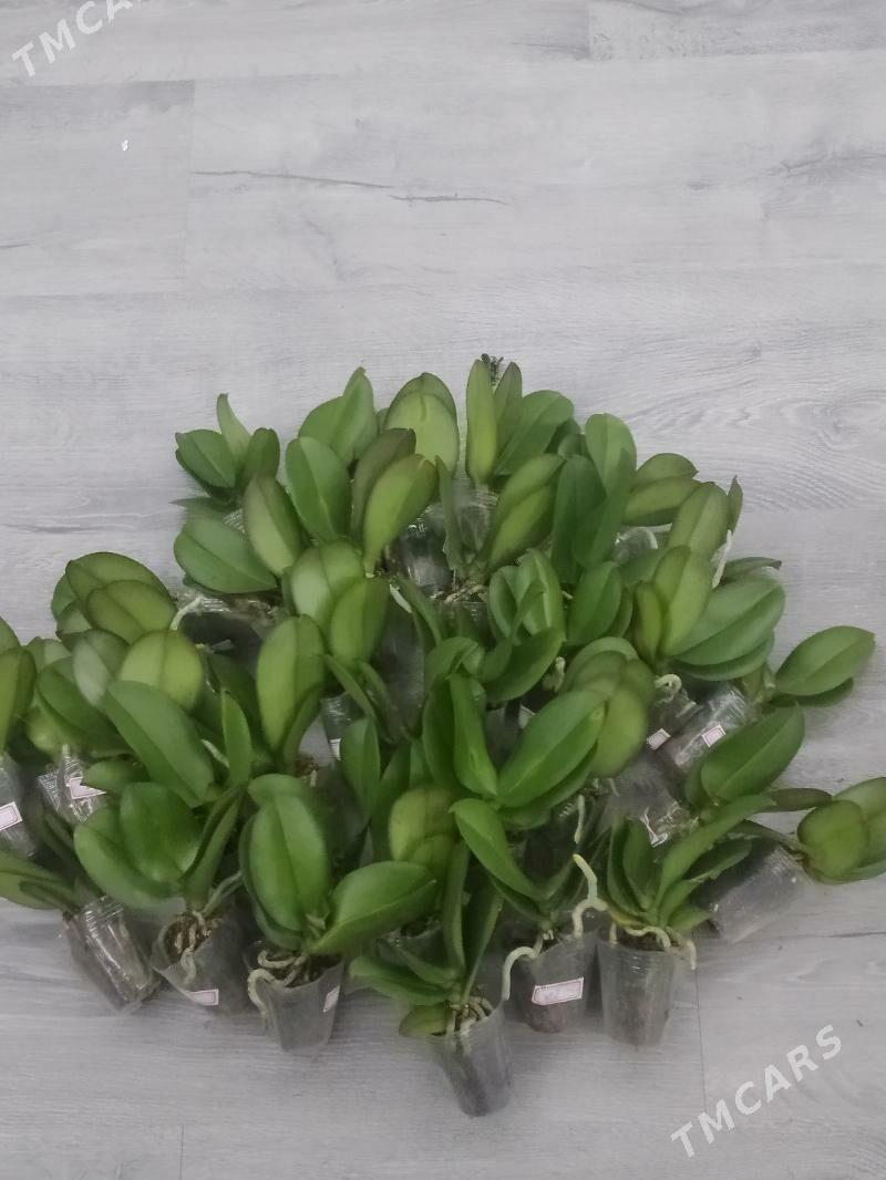 ДЕТКИ ОРХИДЕЙ РАЗНОЕЦВЕТЕНИЕ - Ашхабад - img 1