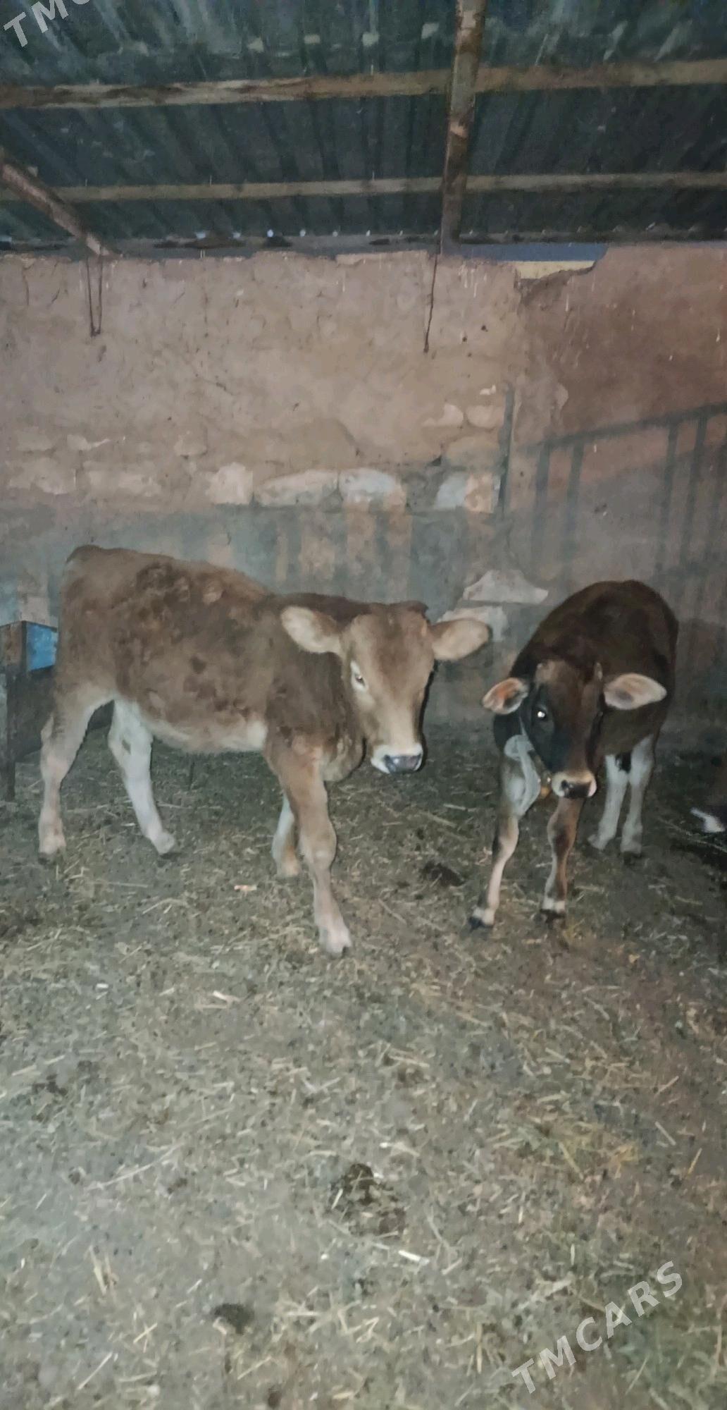 okuz - Анев - img 4