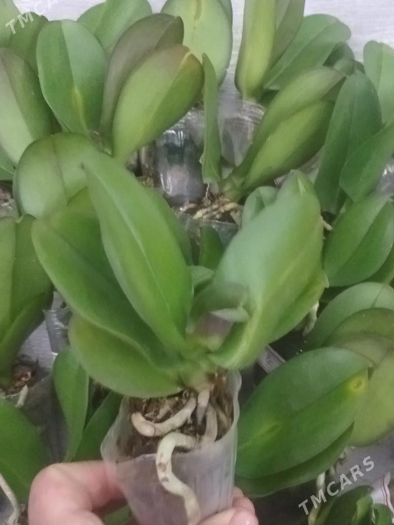 ДЕТКИ ОРХИДЕЙ РАЗНОЕЦВЕТЕНИЕ - Ашхабад - img 2