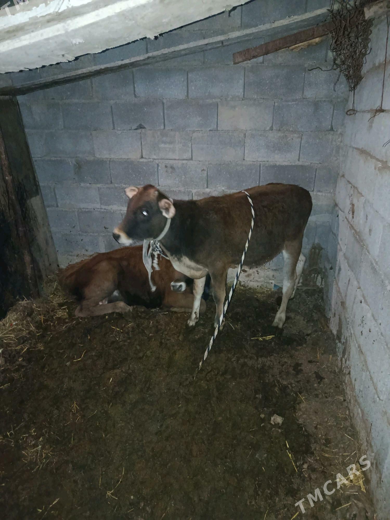 okuz - Анев - img 3