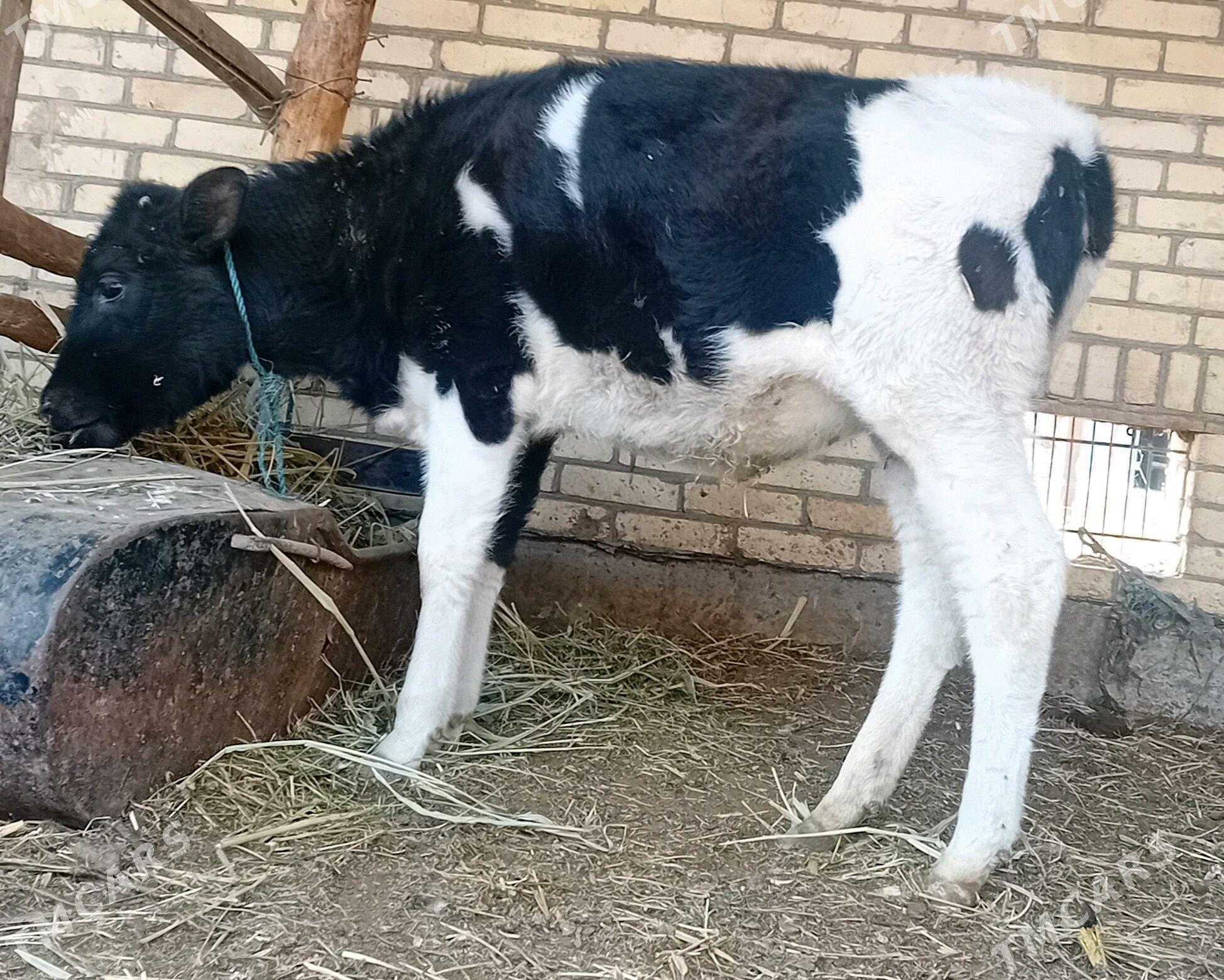 Öküz .....unajyn - Dänew - img 2