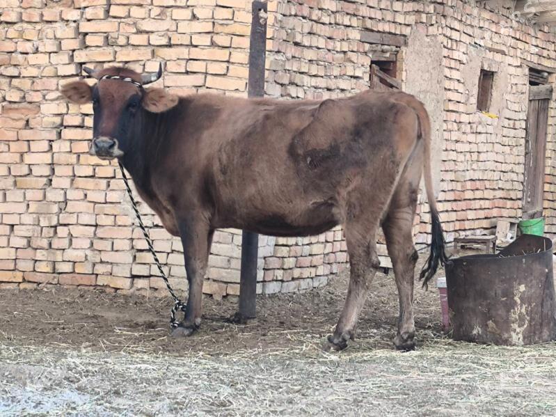 sygyr - Aşgabat - img 2