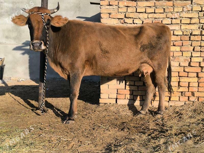 sygyr - Aşgabat - img 3