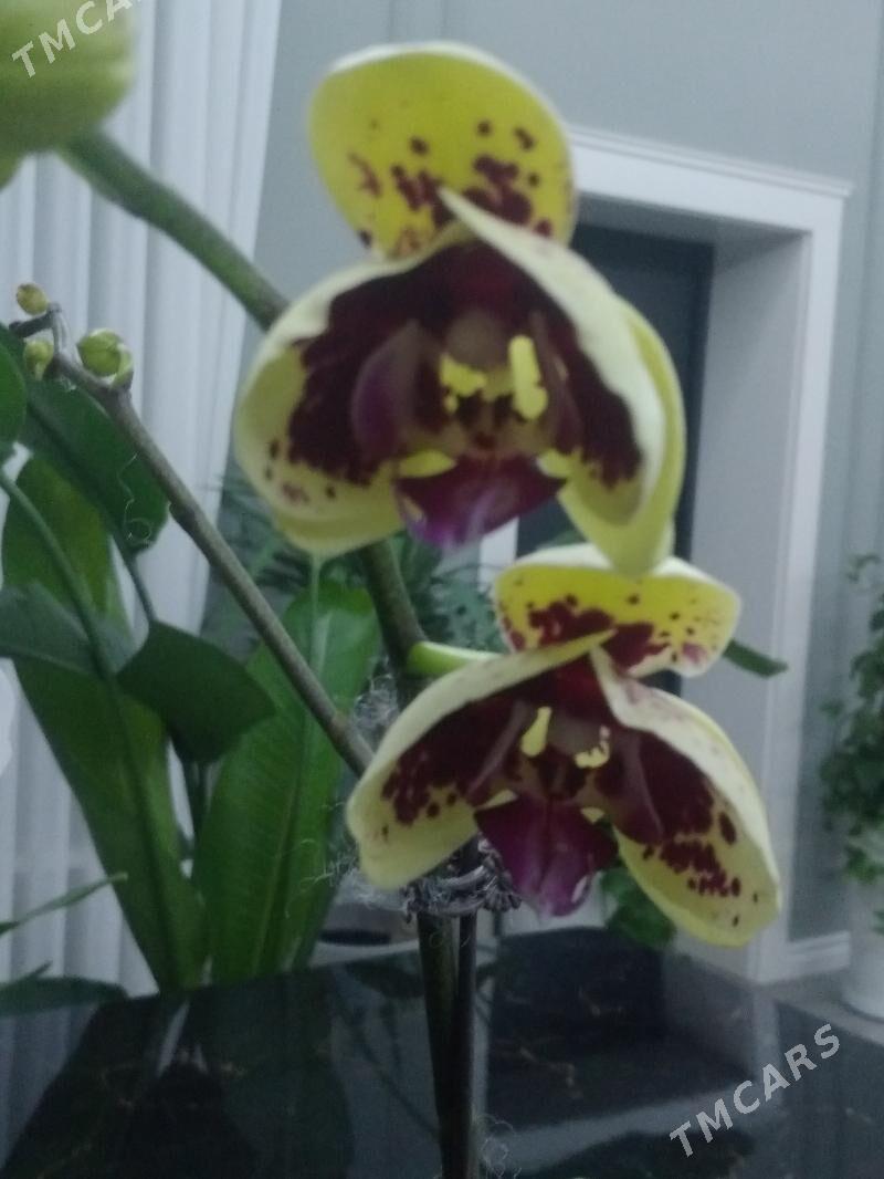 ОРХИДЕЙИ - Ашхабад - img 4