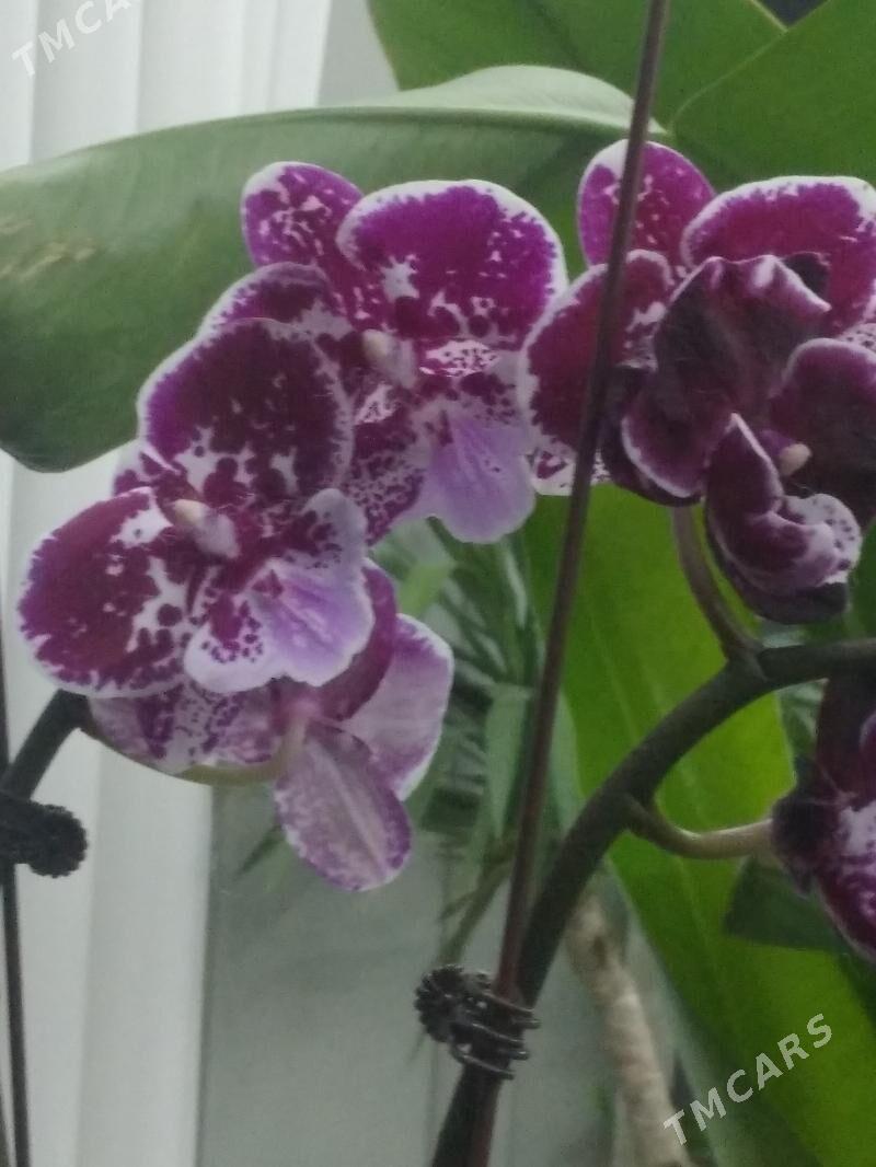 ОРХИДЕЙИ - Ашхабад - img 2