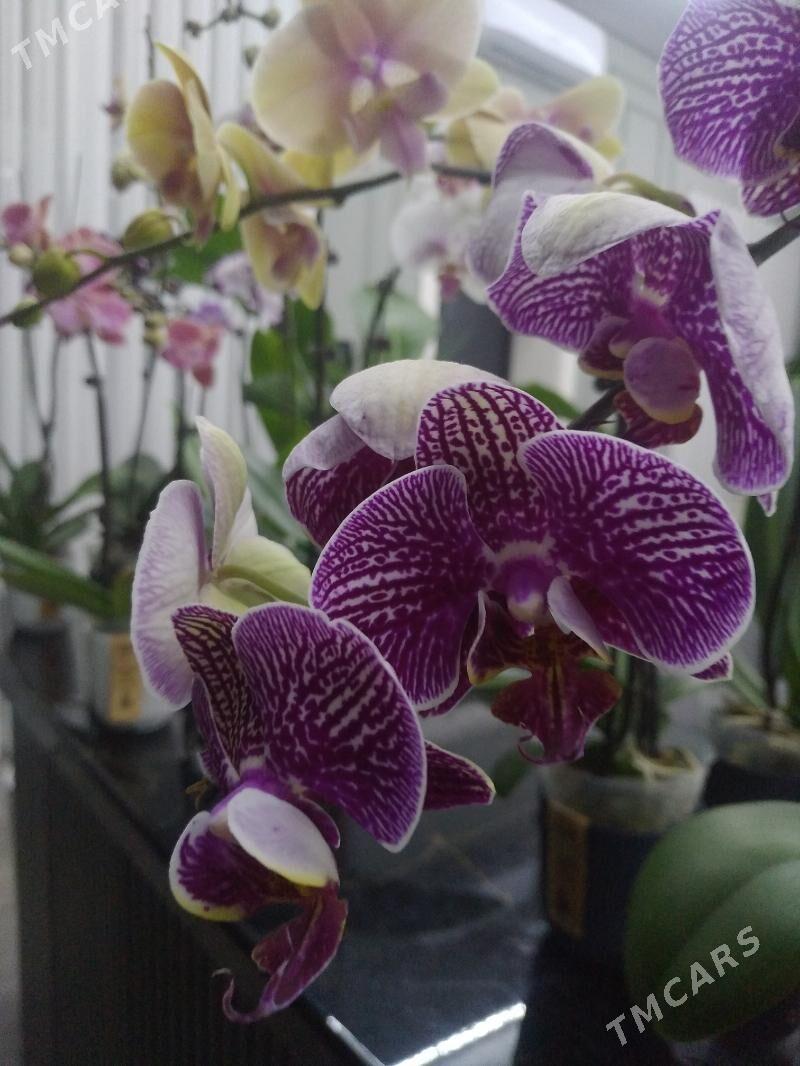 ОРХИДЕЙИ - Ашхабад - img 7