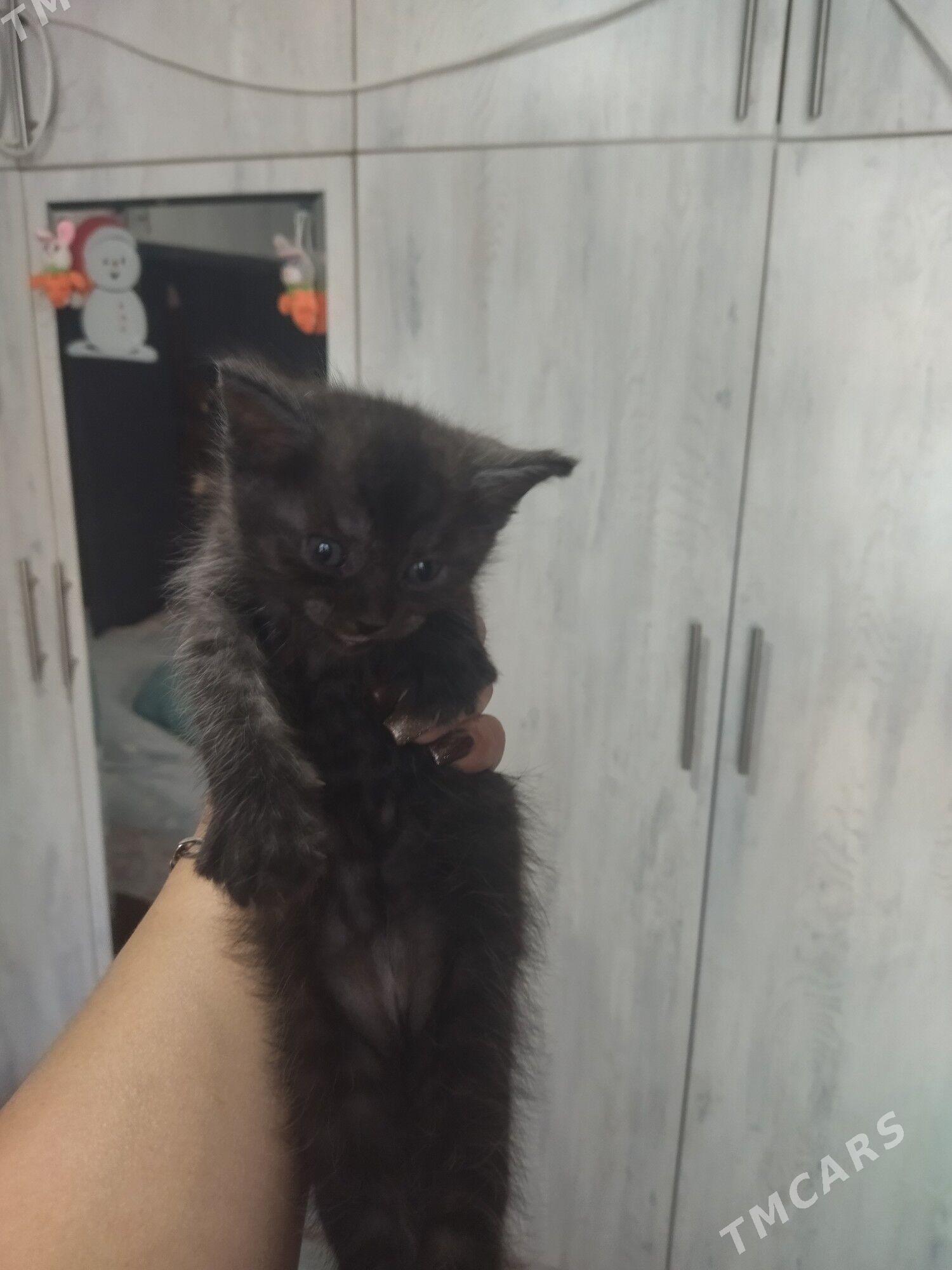 метисы - Aşgabat - img 3