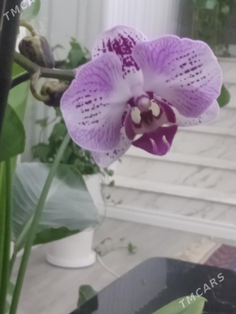 ОРХИДЕЙИ - Ашхабад - img 5