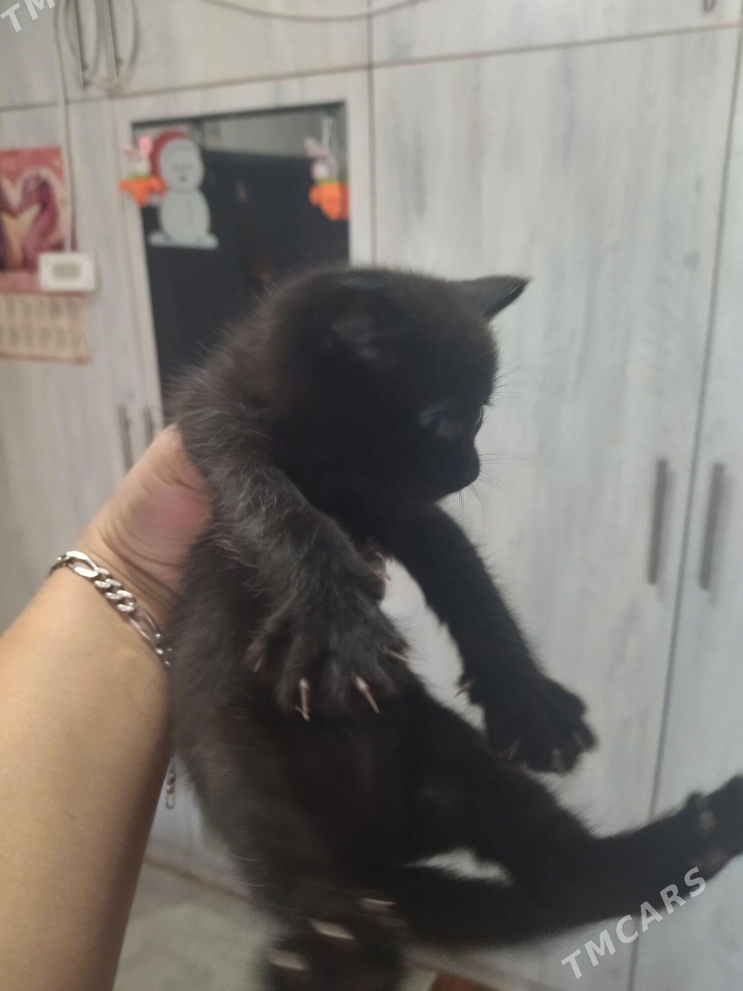 метисы - Aşgabat - img 2