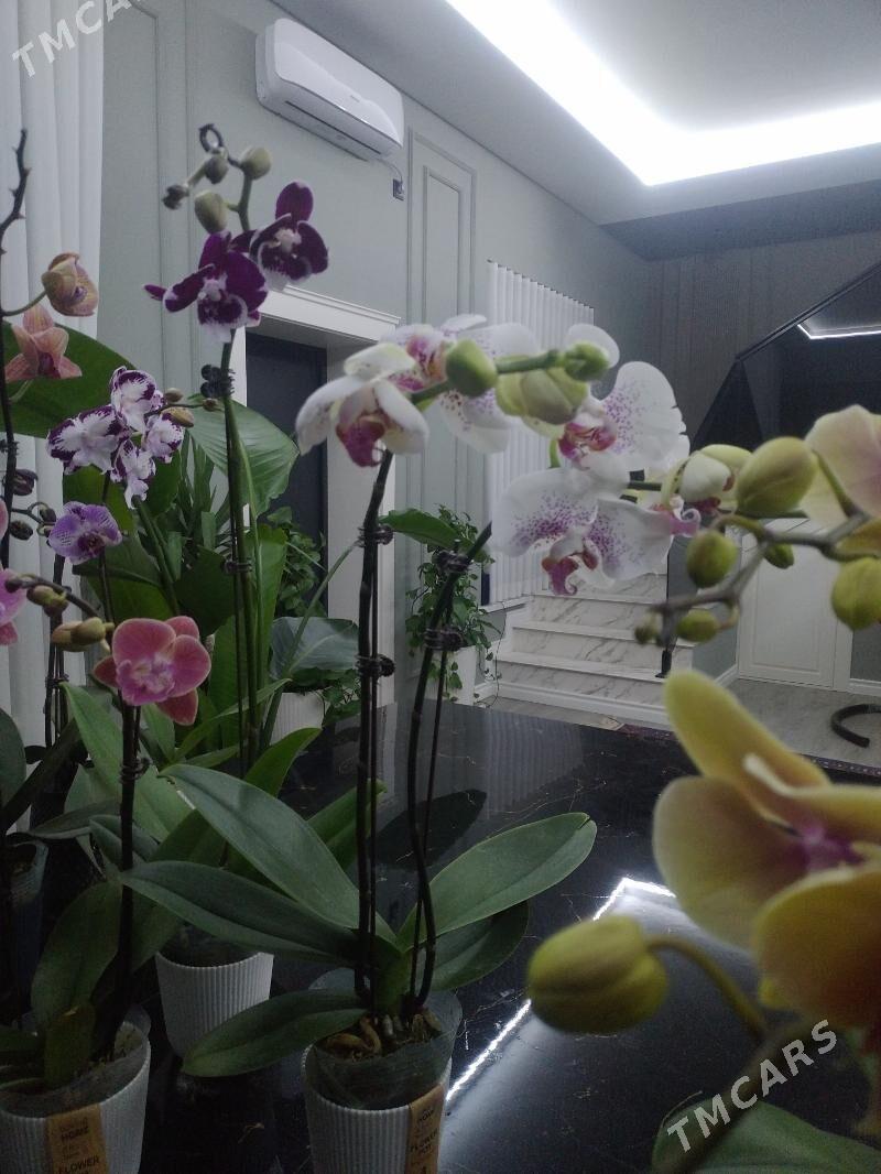 ОРХИДЕЙИ - Ашхабад - img 6