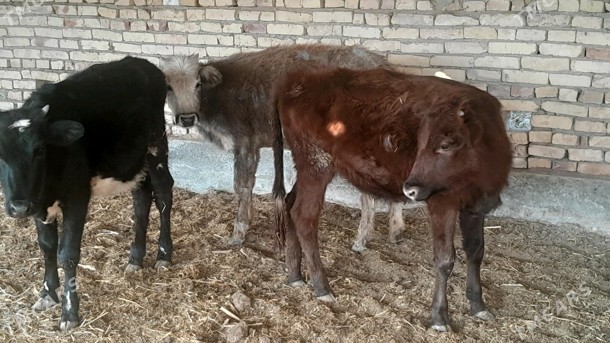 unajyn - Sakar - img 3