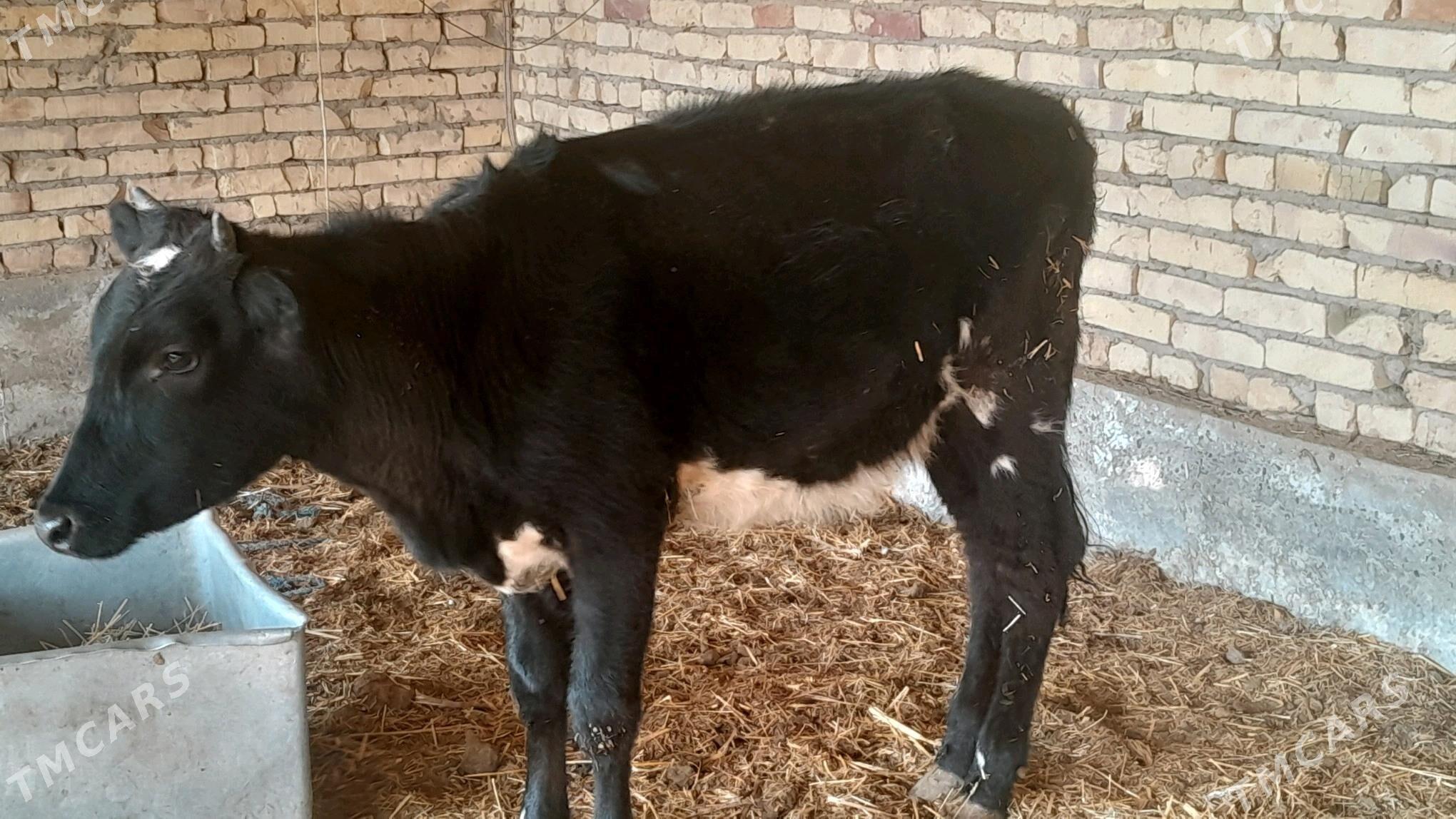 unajyn - Sakar - img 6