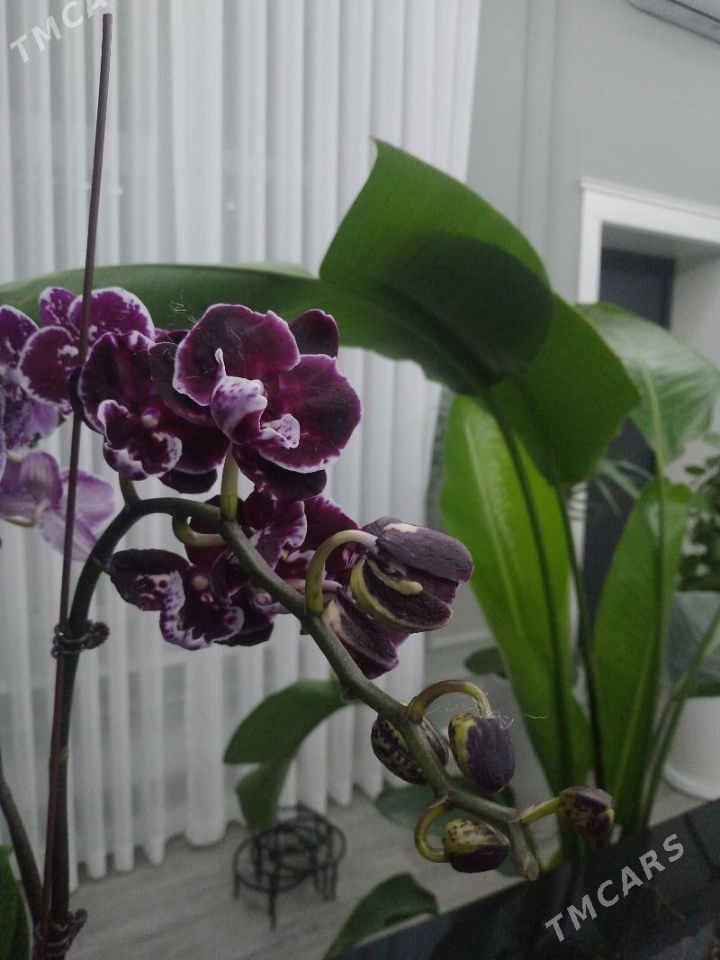 ОРХИДЕЙИ - Ашхабад - img 8