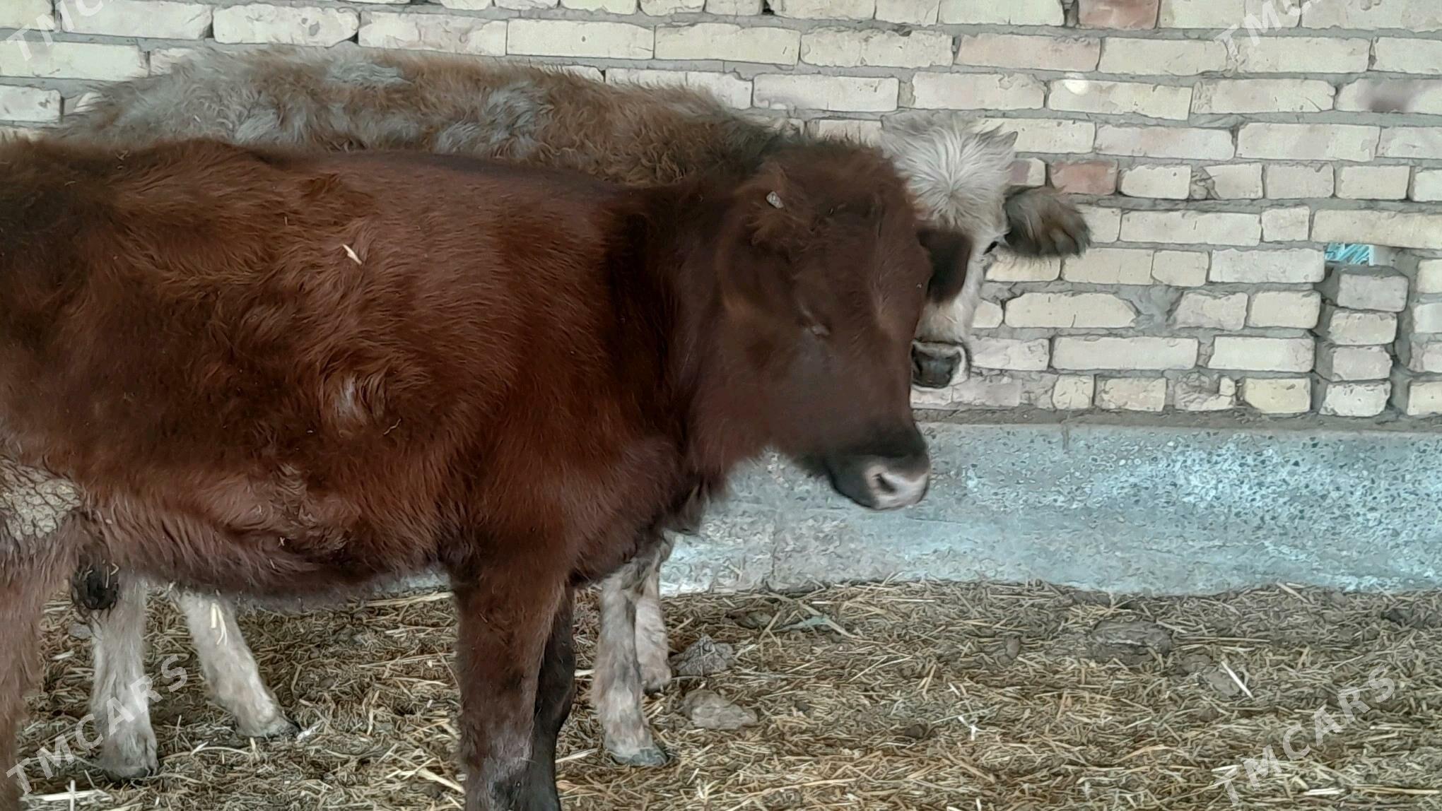 unajyn - Sakar - img 2