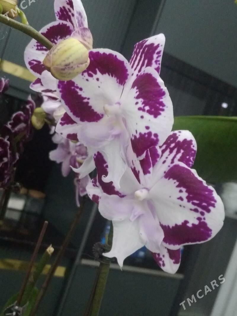 ОРХИДЕЙИ - Ашхабад - img 3