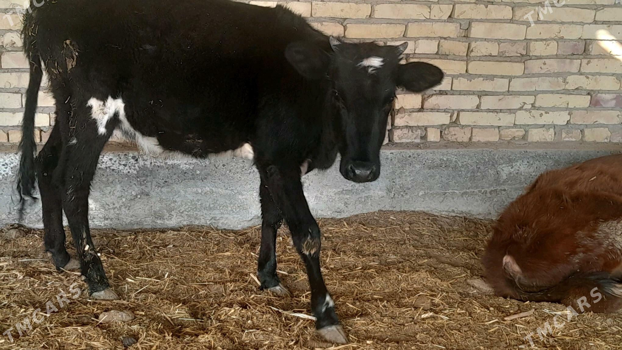 unajyn - Sakar - img 1