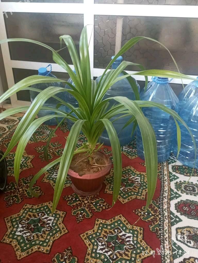 gül, ösümlik, домашняя растени - Aşgabat - img 1