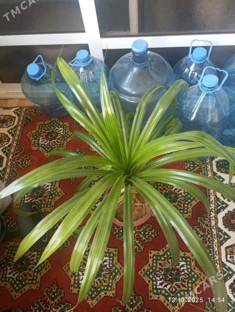 gül, ösümlik, домашняя растени - Aşgabat - img 3