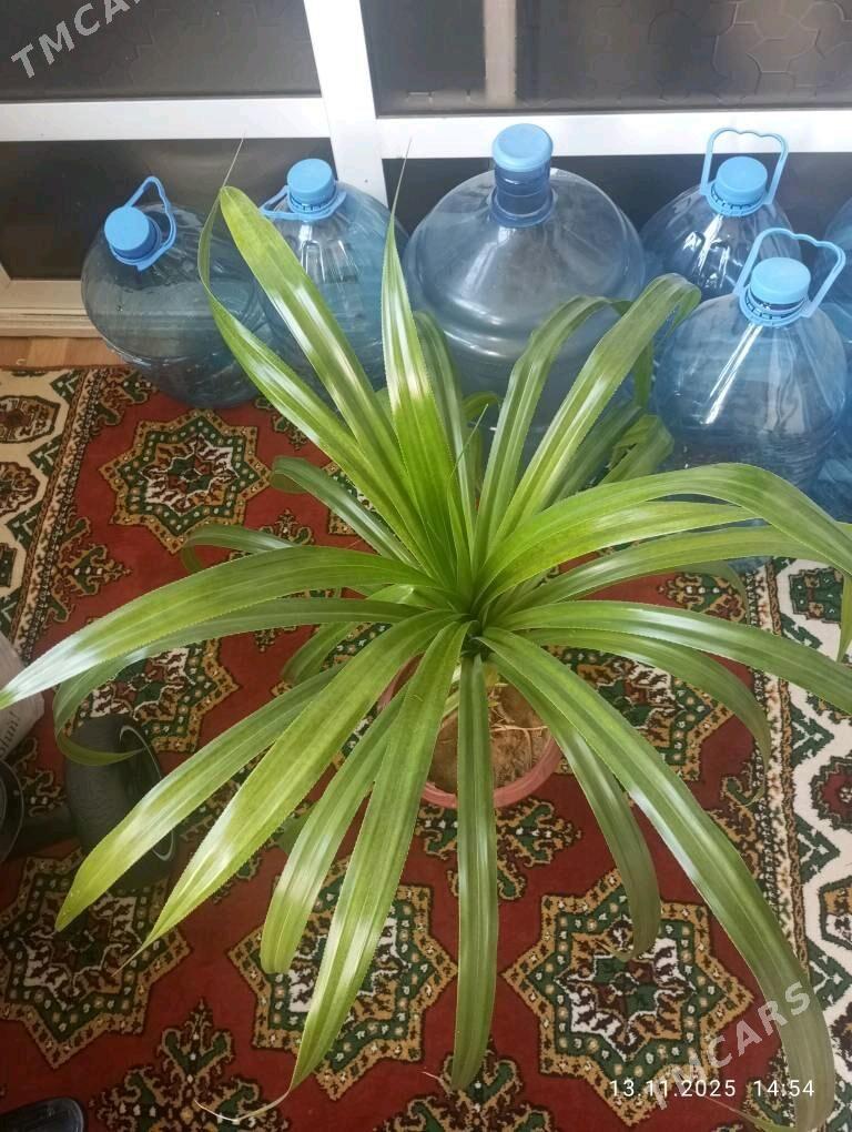 gül, ösümlik, домашняя растени - Aşgabat - img 2