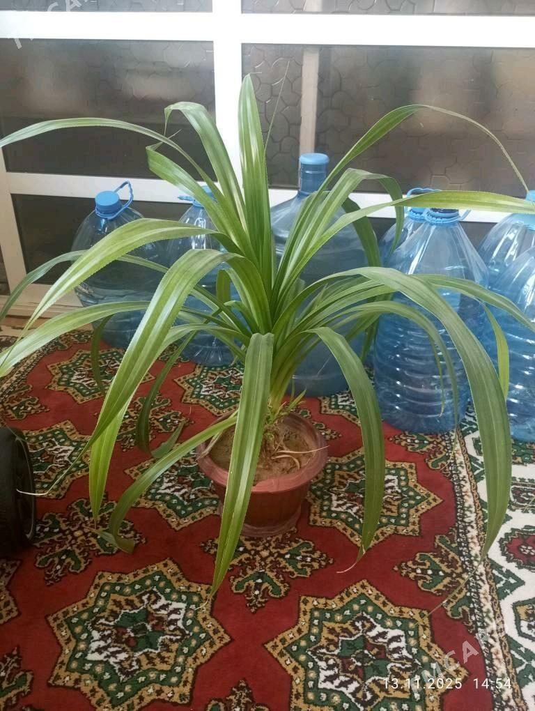 gül, ösümlik, домашняя растени - Aşgabat - img 4