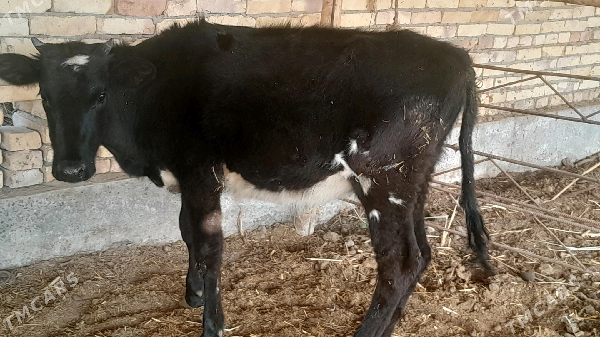 unajyn - Sakar - img 5