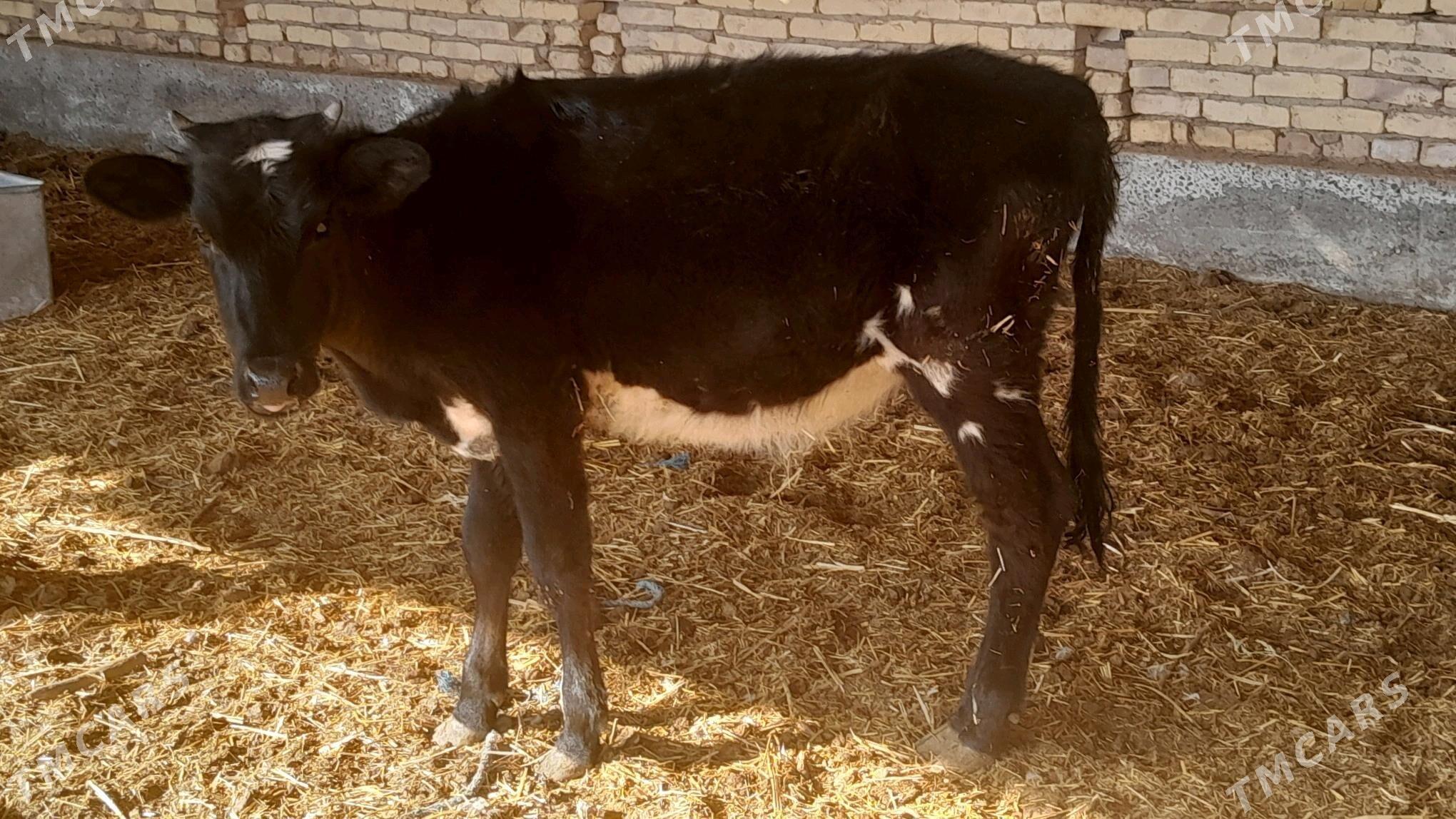 unajyn - Sakar - img 4