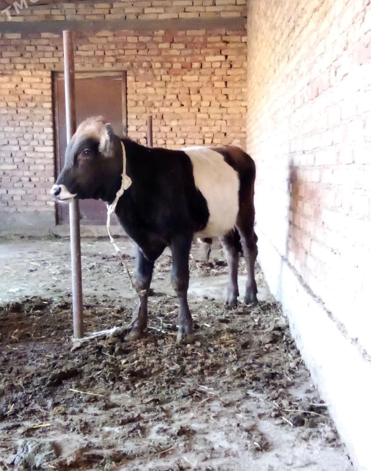 Tohum Öküz Gibrit 8 aýlyk - Gökdepe - img 1