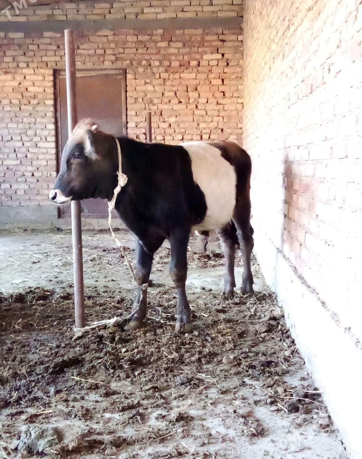 Tohum Öküz Gibrit 8 aýlyk - Gökdepe - img 3