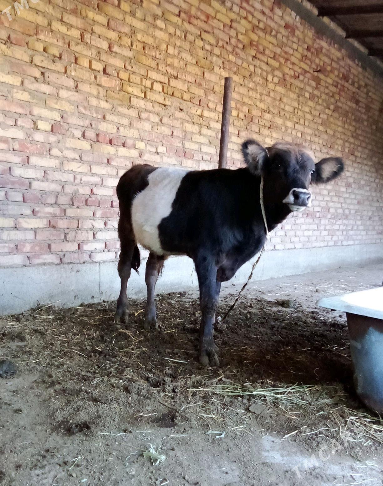 Tohum Öküz Gibrit 8 aýlyk - Gökdepe - img 2