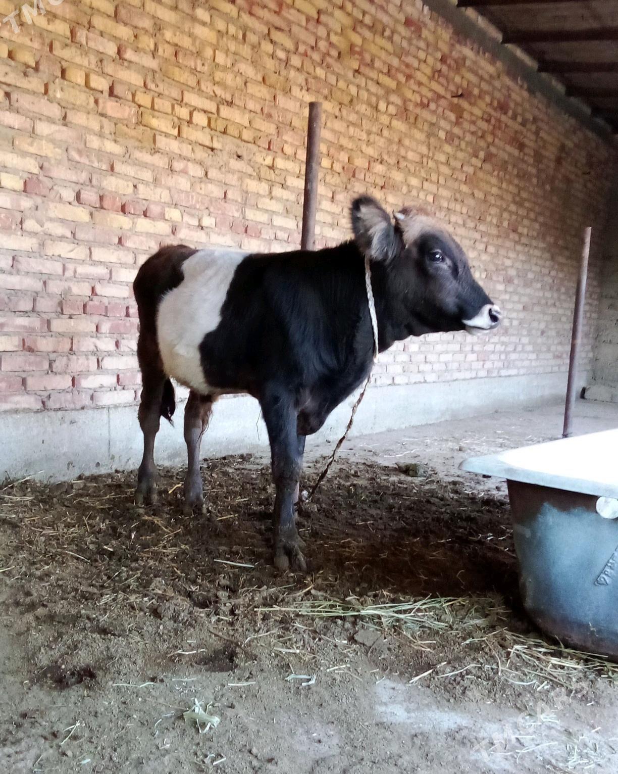 Tohum Öküz Gibrit 8 aýlyk - Gökdepe - img 4