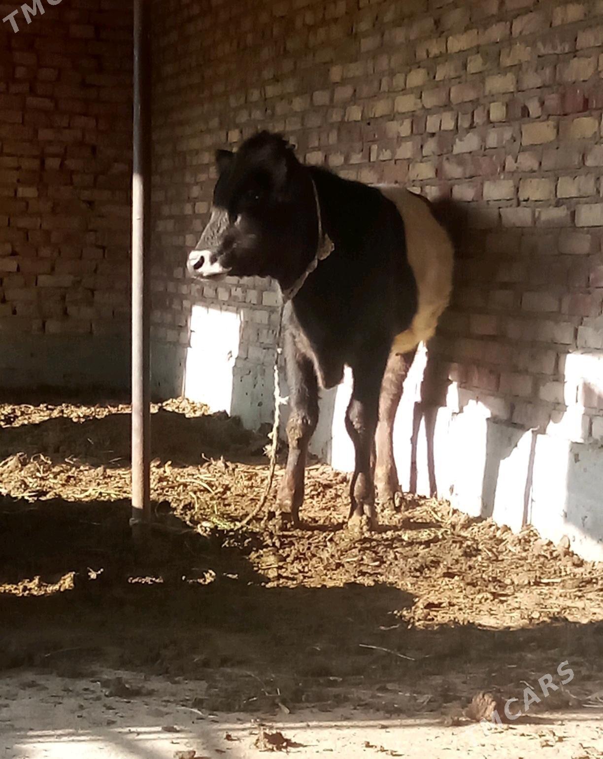 Tohum Öküz Gibrit 8 aýlyk - Gökdepe - img 6