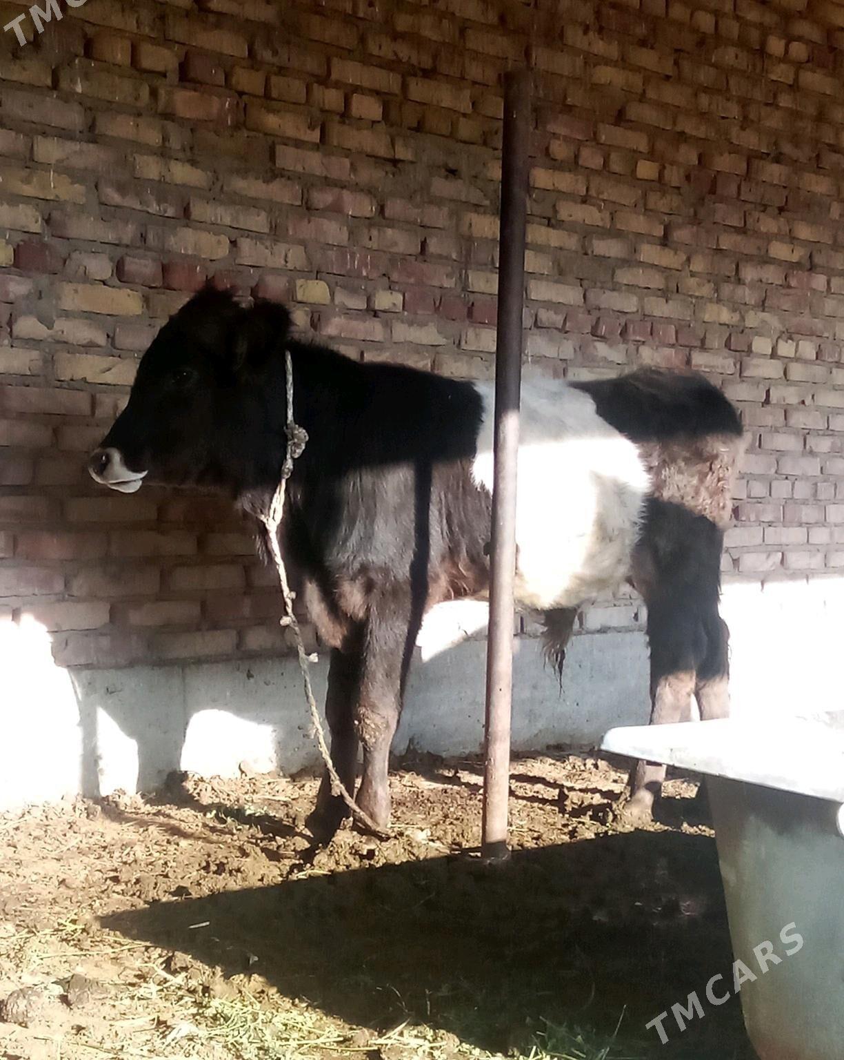 Tohum Öküz Gibrit 8 aýlyk - Gökdepe - img 7