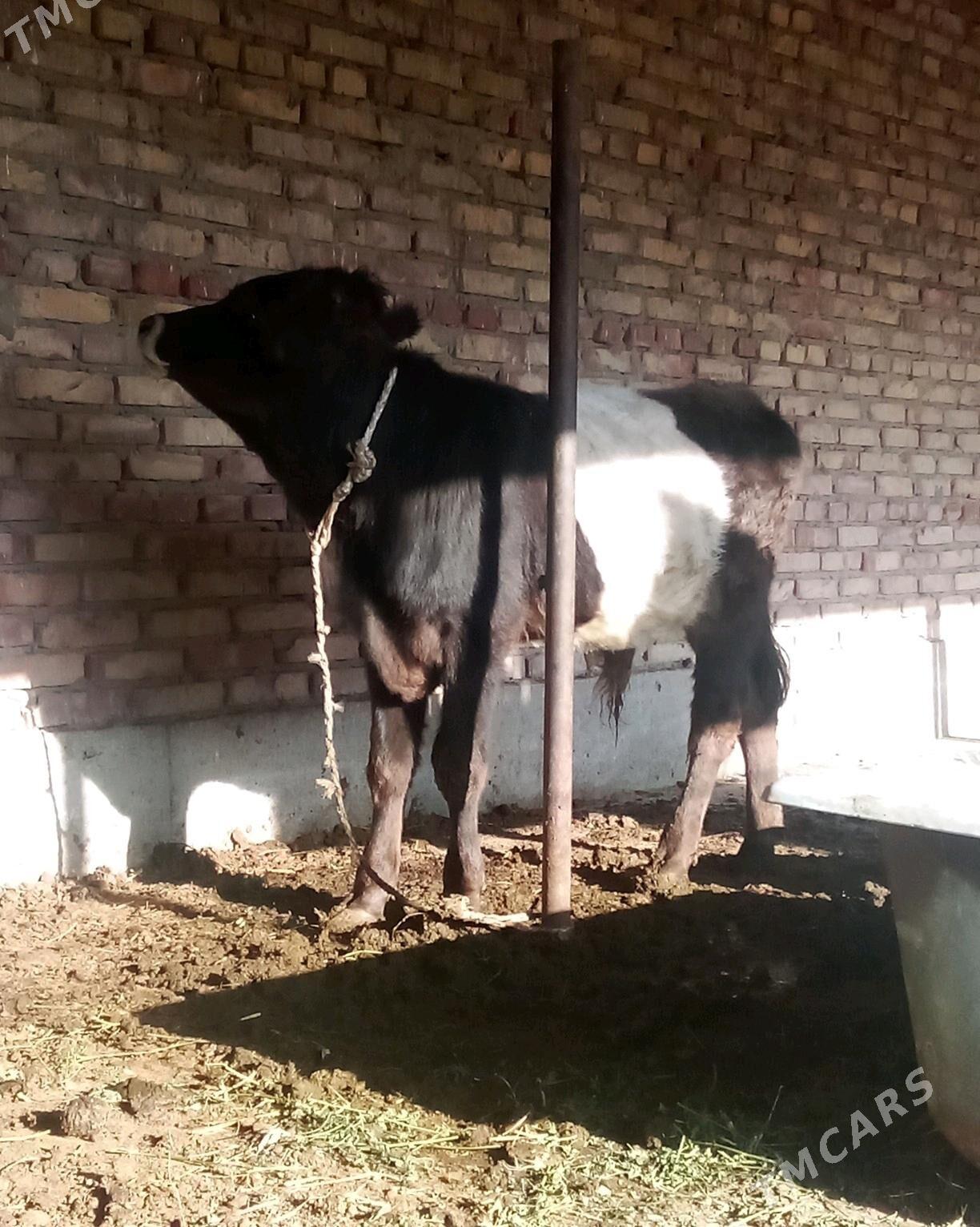 Tohum Öküz Gibrit 8 aýlyk - Gökdepe - img 8