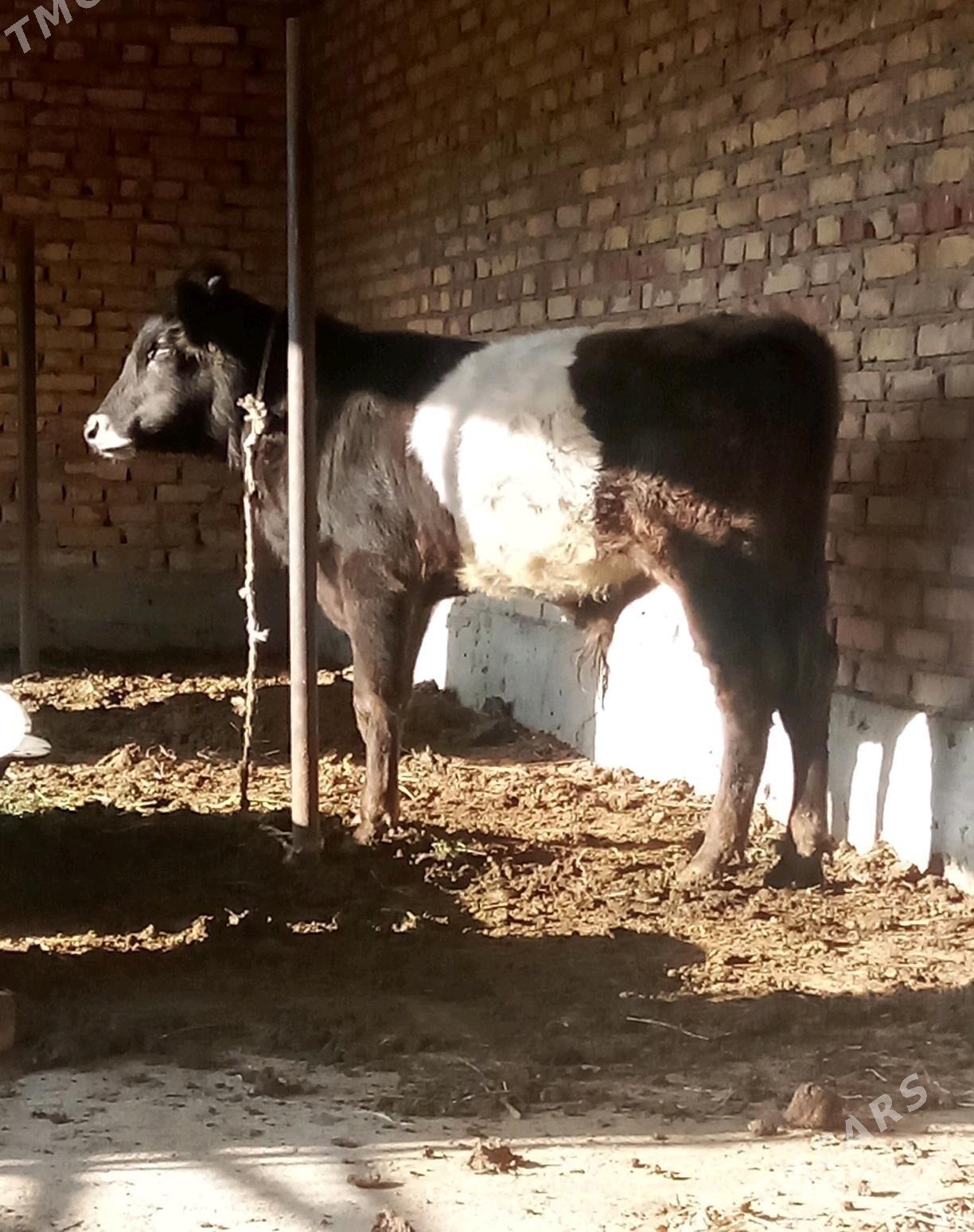 Tohum Öküz Gibrit 8 aýlyk - Gökdepe - img 10