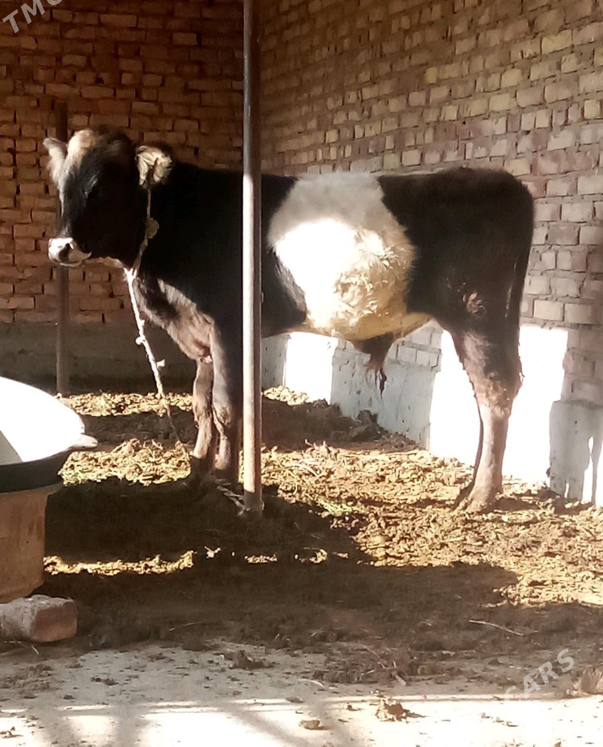 Tohum Öküz Gibrit 8 aýlyk - Gökdepe - img 9