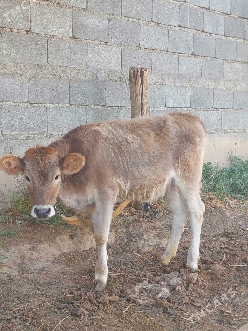 Tuwe - Gökdepe - img 2