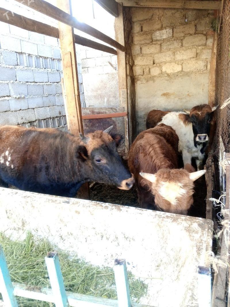 Amatly öküzler - Ашхабад - img 4