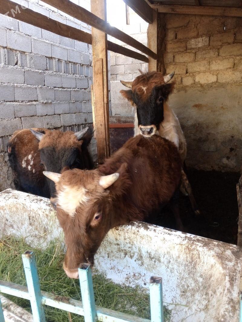 Amatly öküzler - Ашхабад - img 1