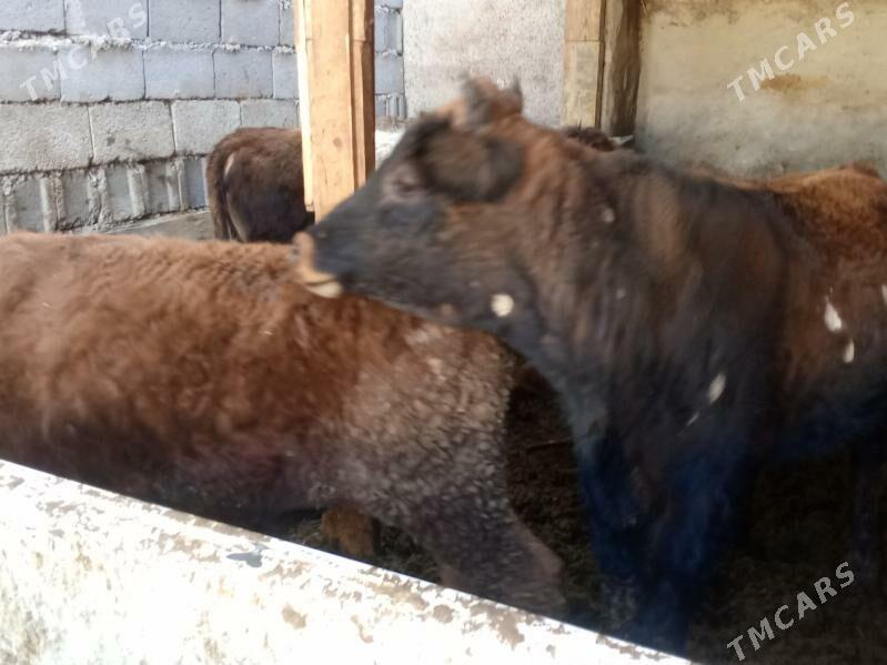 Amatly öküzler - Ашхабад - img 3