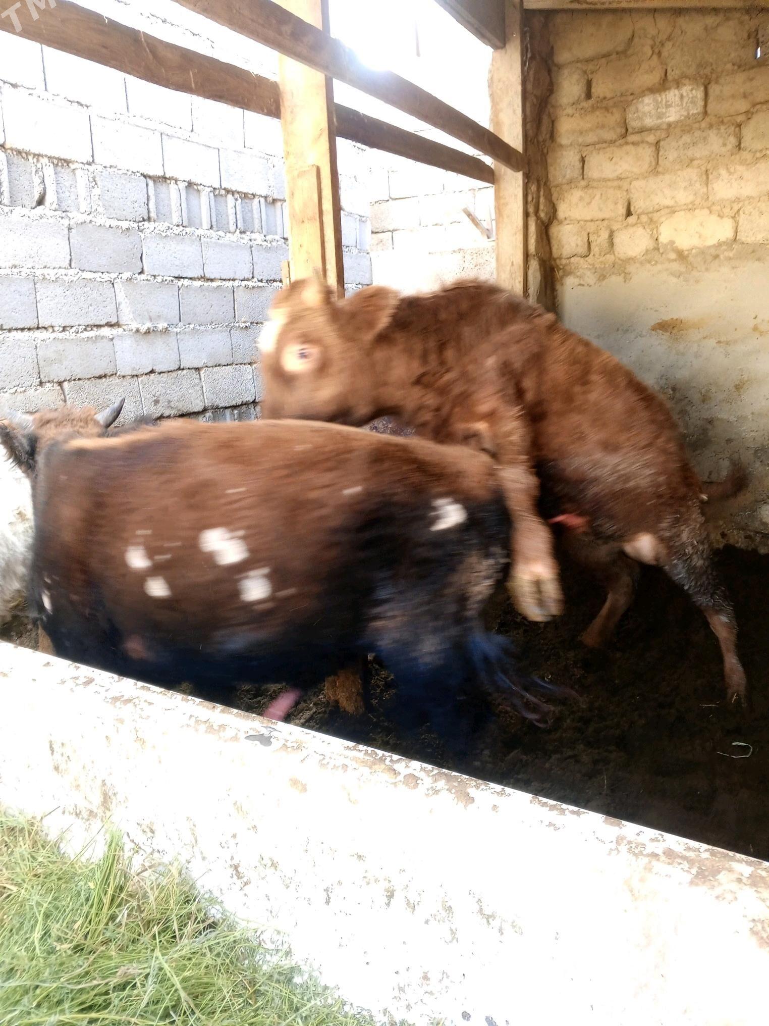 Amatly öküzler - Ашхабад - img 2