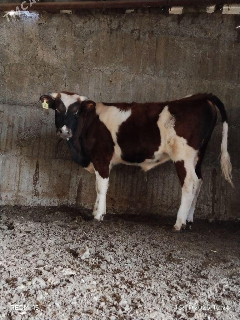 okuz - Бузмеин - img 3