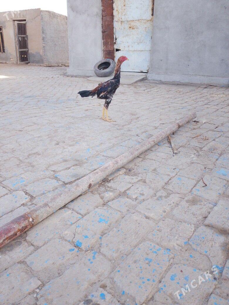 horaz - Байрамали - img 3