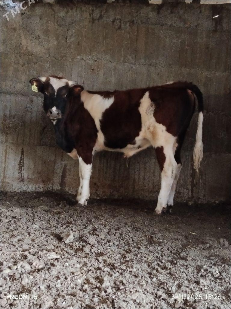 okuz - Бузмеин - img 2