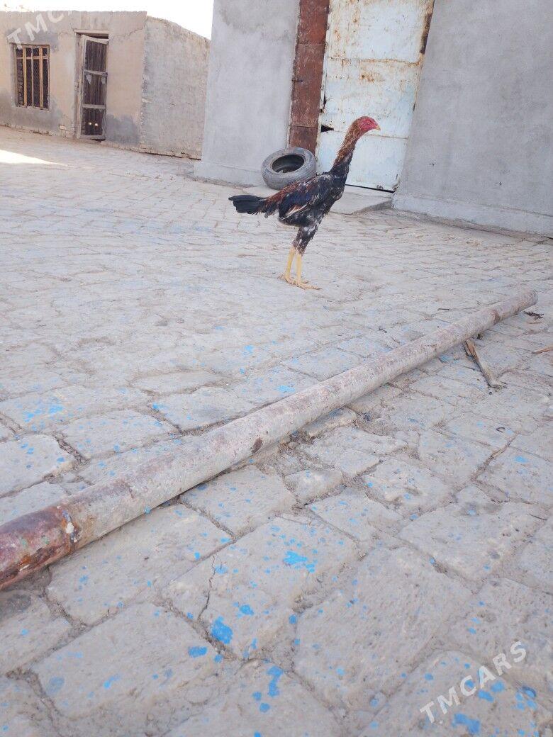 horaz - Байрамали - img 2