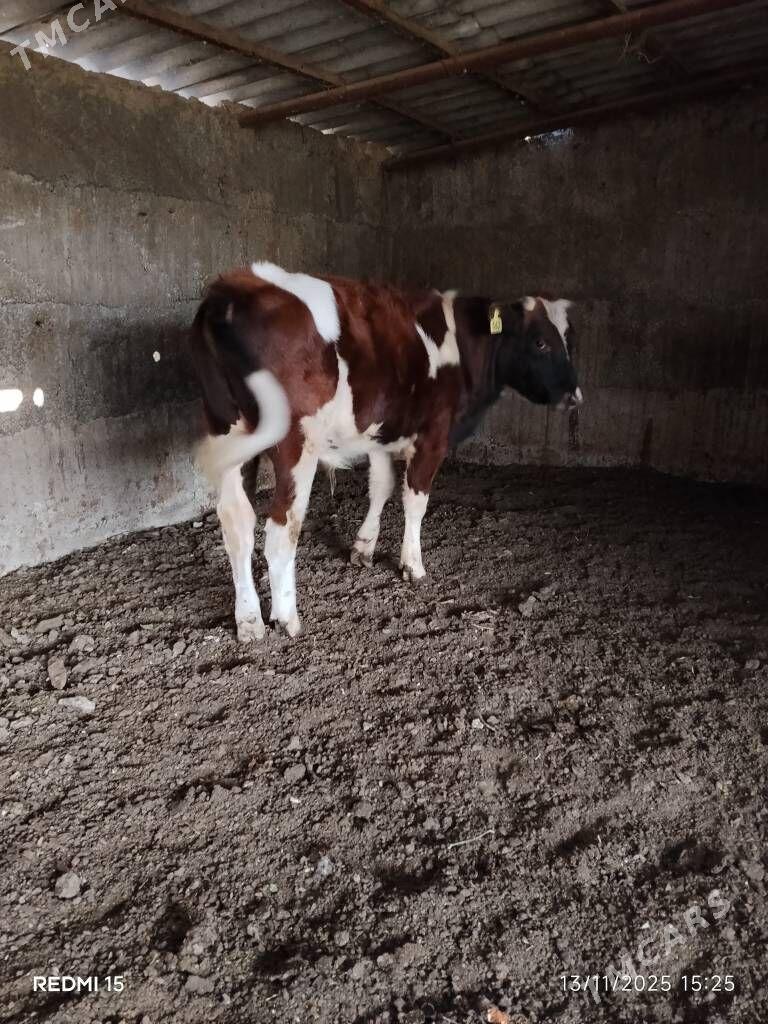 okuz - Бузмеин - img 4