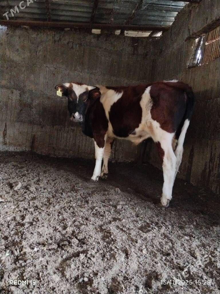 okuz - Бузмеин - img 1