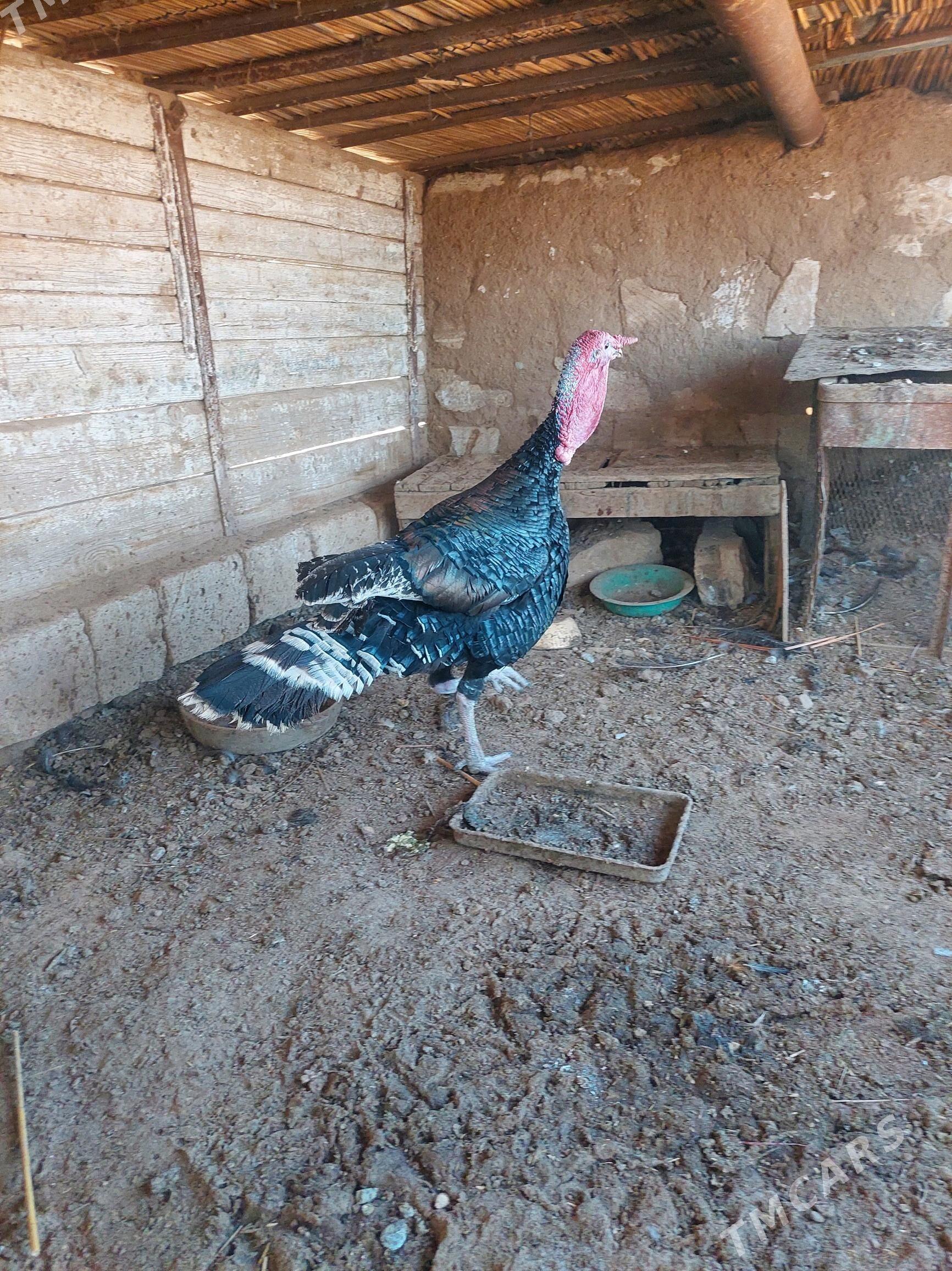 induk horaz - Tejen - img 2