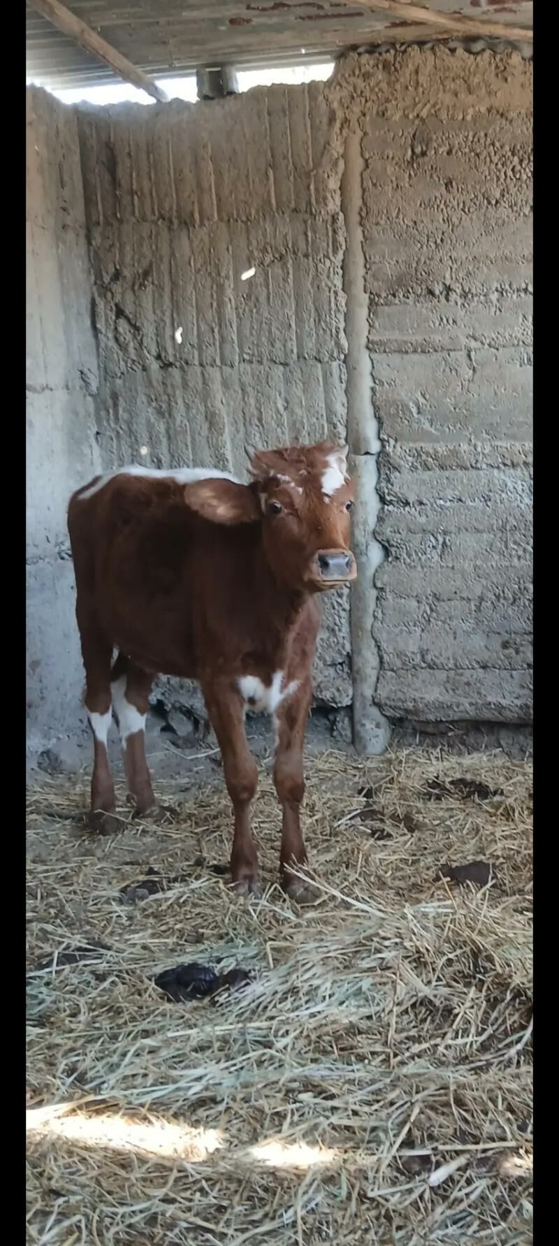 Tuwe - Бузмеин - img 4