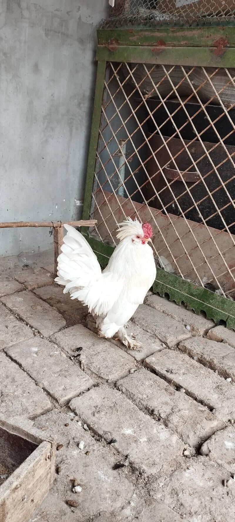 karlik ýaponçik horaz - Туркменабат - img 3