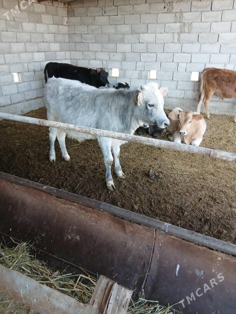 okuz - Бабадайхан - img 3